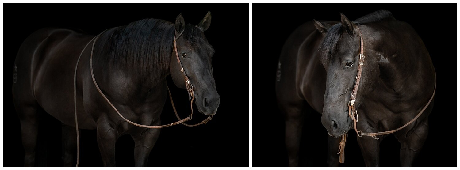  AQHA cutting horse in a black background portrait by Oklahoma Horse photographer Rachel Griffin Photography 