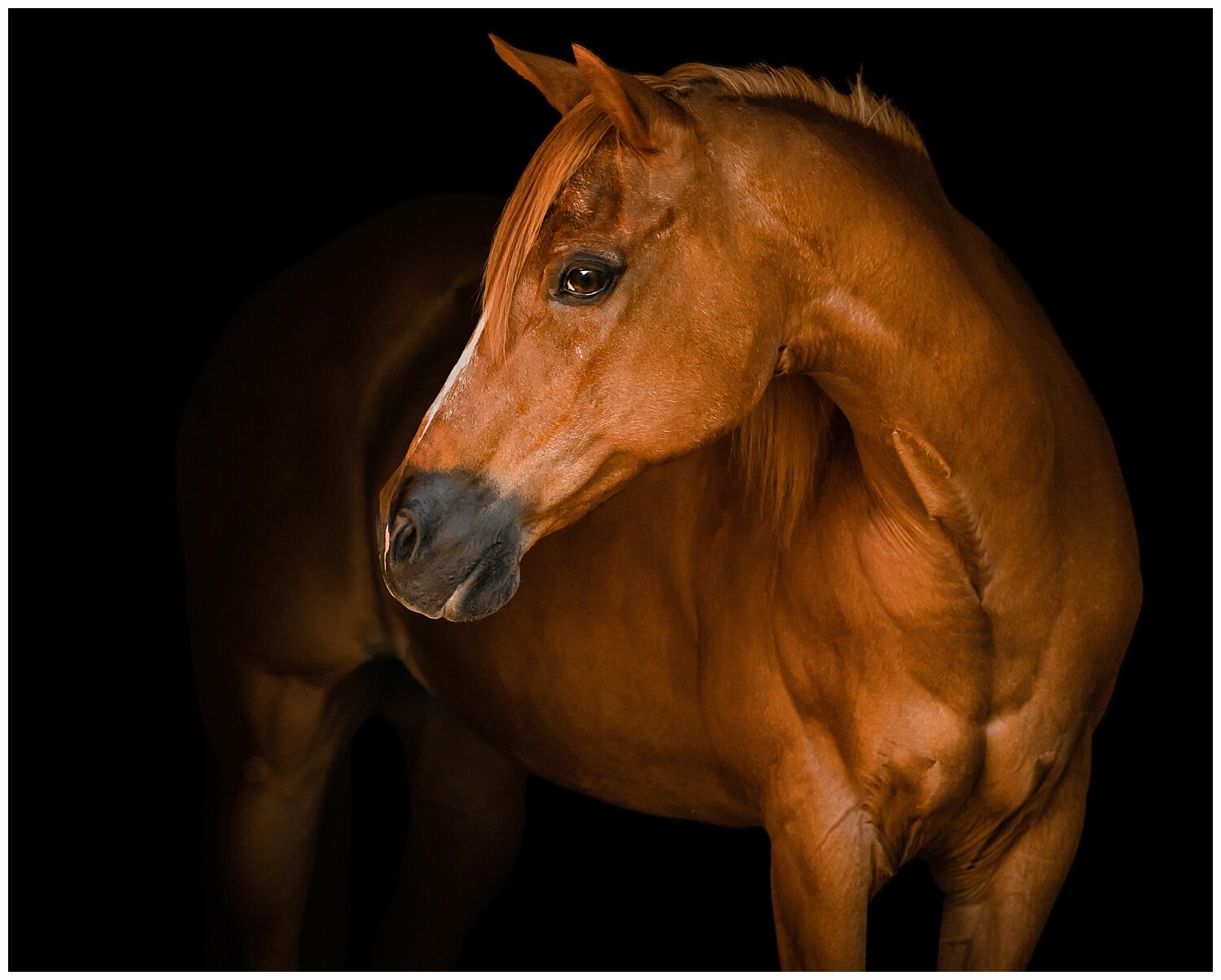  portrait of an aged AQHA mare on a black background in Westfield, Indian 