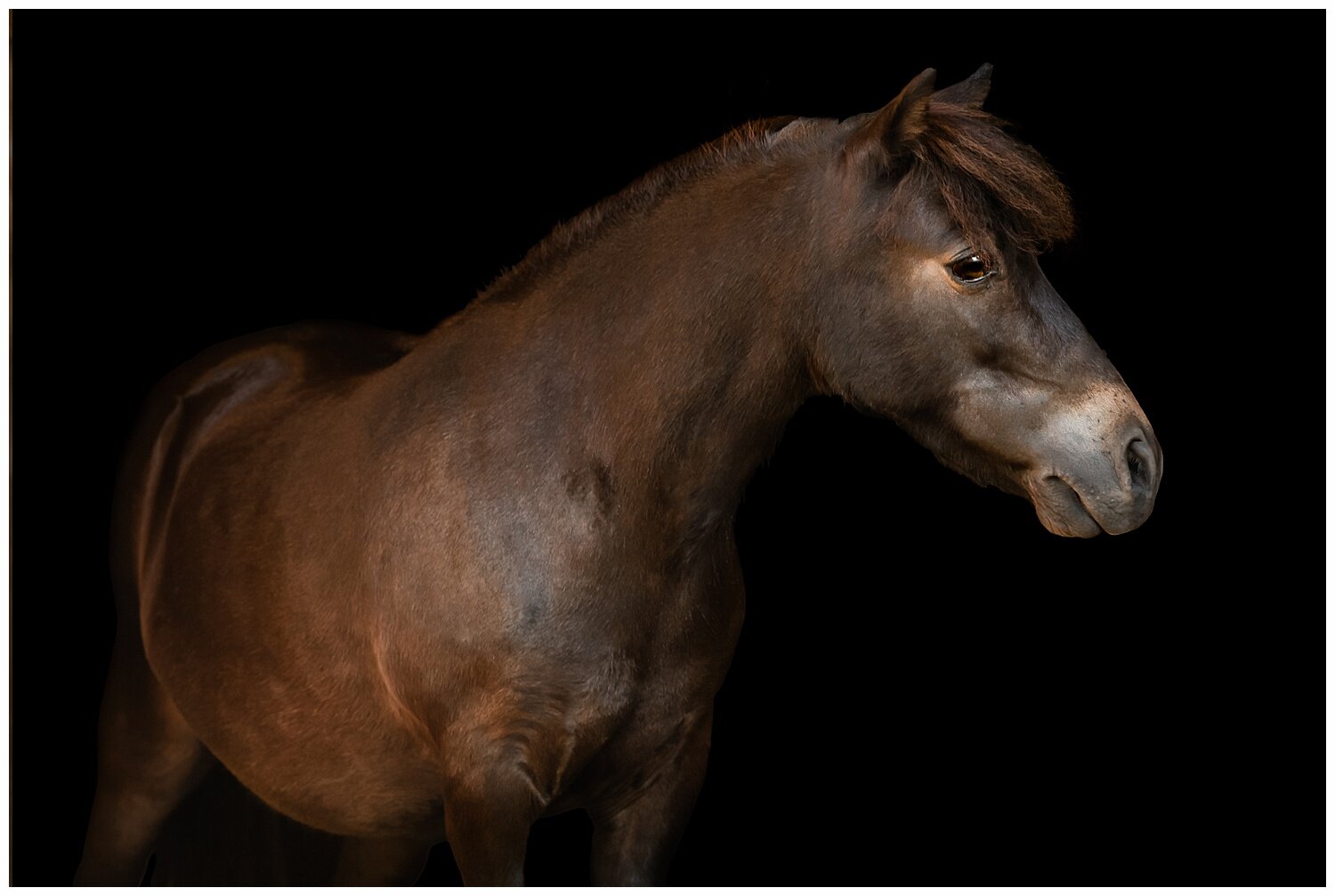 American miniature horse on a black background portrait 
