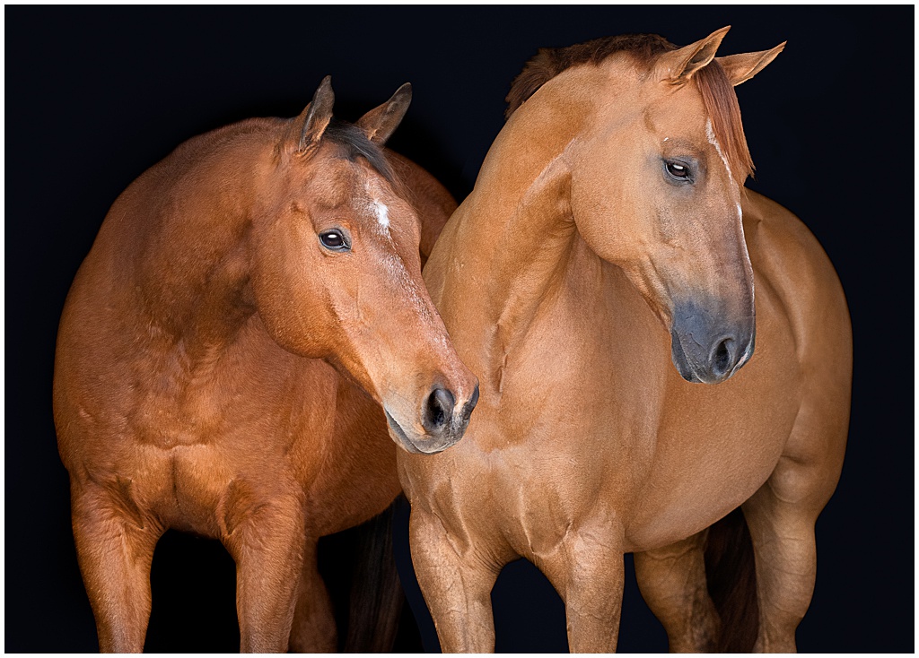 Two Quarter Horses - one bay and one red dun - look to the left while posing on a black background
