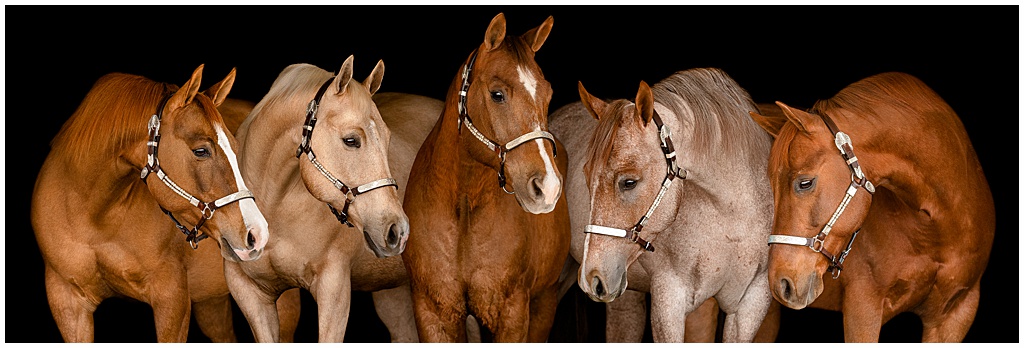 A composite image of five quarter horses all together on a black background.